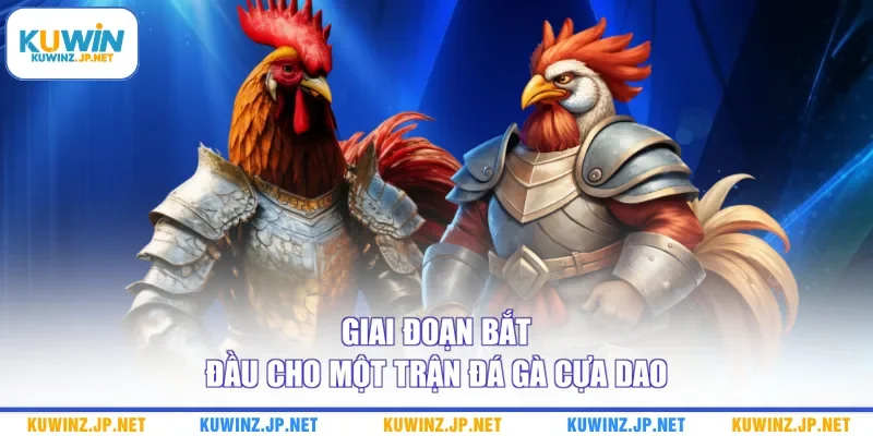 Giai đoạn bắt đầu cho một trận đá gà cựa dao